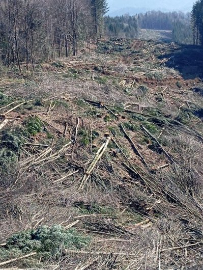 "Несе пряму загрозу для жителів: у селі Щербовець на Закарпатті просять зупинити рубки під ЛЕП для вітряків "Несе пряму загрозу для жителів: у селі Щербовець на Закарпатті просять зупинити рубки під ЛЕП для вітряків