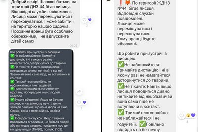 На території дитсадка в Житомирі помітили лисицю: що про це відомо На території дитсадка в Житомирі помітили лисицю: що про це відомо
