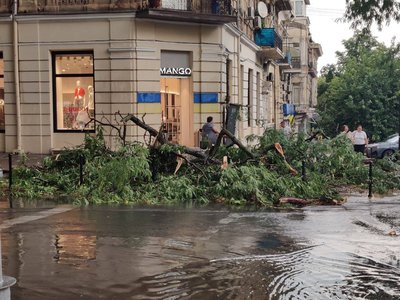 Після зливи в Одесі впало понад 30 дерев: комунальники ліквідовують наслідки Після зливи в Одесі впало понад 30 дерев: комунальники ліквідовують наслідки