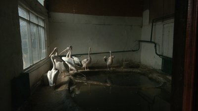 У Менському зоопарку на Чернігівщині готуються до теплого періоду та чекають на поповнення: як тварини пережили зиму У Менському зоопарку на Чернігівщині готуються до теплого періоду та чекають на поповнення: як тварини пережили зиму
