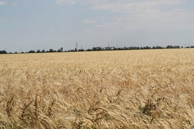 Відновлене після обстрілів господарство Відновлене після обстрілів господарство