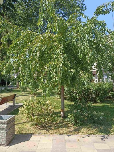 Встановили особу чоловіка, який робив зарубки на деревах у Житомирі Встановили особу чоловіка, який робив зарубки на деревах у Житомирі