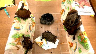 Кажан, Одеський зоопарк Кажан, Одеський зоопарк