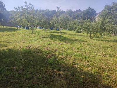 Погоня, вулики, Франківщина Погоня, вулики, Франківщина