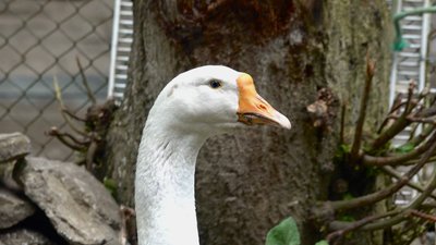 гуска, свійський птах гуска, свійський птах