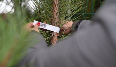 Ростуть більше шести років: як у лісництвах Черкащини вирощують ялинки до свят Ростуть більше шести років: як у лісництвах Черкащини вирощують ялинки до свят