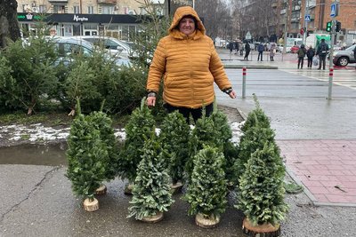 продаж ялинок чернівці