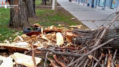 Деревопад на вулицях міста: наслідки негоди в Одесі Деревопад на вулицях міста: наслідки негоди в Одесі