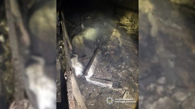 Корови на Чернігівщині: загинули корови, пошкоджена техніка й будівля ферми через атаку РФ Корови на Чернігівщині: загинули корови, пошкоджена техніка й будівля ферми через атаку РФ