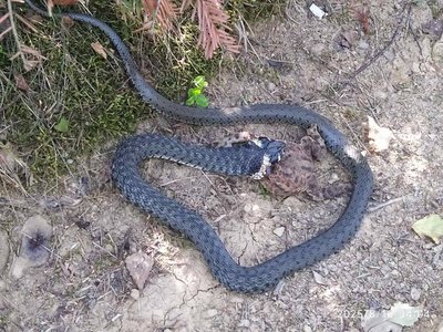 Чотири види змій: які плазуни водяться на Львівщині та як розпізнати гадюку Чотири види змій: які плазуни водяться на Львівщині та як розпізнати гадюку