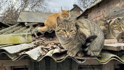 Іжевка коти Костянтинівська громада Донецька область 3 лютого 2025 рік Іжевка коти Костянтинівська громада Донецька область 3 лютого 2025 рік