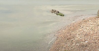 На Миколаївщині триває купальний сезон-2024: на яких водоймах безпечно відпочивати На Миколаївщині триває купальний сезон-2024: на яких водоймах безпечно відпочивати