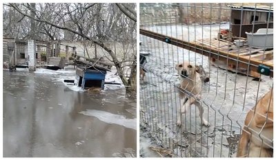 "Залишилося біля 110 тварин": що нині в підтопленому притулку "БІМ", чи спала вода й чи знайшли нове місце для нього "Залишилося біля 110 тварин": що нині в підтопленому притулку "БІМ", чи спала вода й чи знайшли нове місце для нього