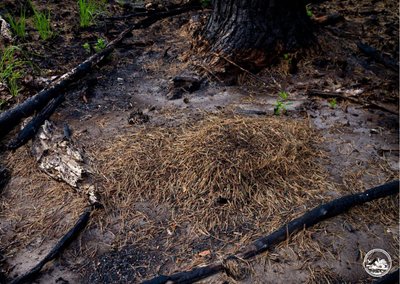 Вижили після масштабних пожеж: у Чорнобильському заповіднику мурахи будують нові гнізда на випалених землях Вижили після масштабних пожеж: у Чорнобильському заповіднику мурахи будують нові гнізда на випалених землях