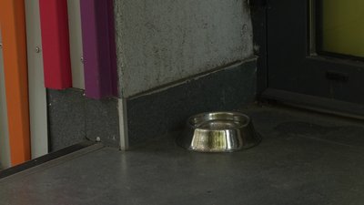 Вода, панамки та ранкові прогулянки: як дбають про тварин у спеку у Рівному Вода, панамки та ранкові прогулянки: як дбають про тварин у спеку у Рівному
