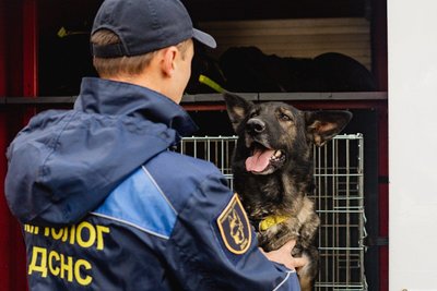 німецька вівчарка, службова собака німецька вівчарка, службова собака