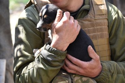 Воюють разом з нами: воїни 30 бригади з Житомирщини показали своїх фронтових тварин Воюють разом з нами: воїни 30 бригади з Житомирщини показали своїх фронтових тварин
