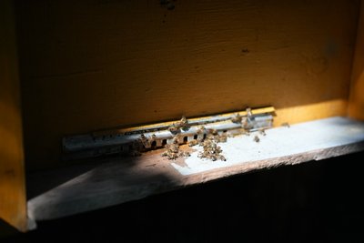 "Качаємо відро меду з вулика". Яким був початок медозбору на Сумщині "Качаємо відро меду з вулика". Яким був початок медозбору на Сумщині
