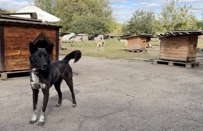 Понад 500 собак у сумському притулку чекають на дім Понад 500 собак у сумському притулку чекають на дім