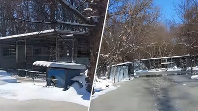 У Кропивницькому учні Кущівської гімназії зібрали допомогу для притулку "БІМ" У Кропивницькому учні Кущівської гімназії зібрали допомогу для притулку "БІМ"