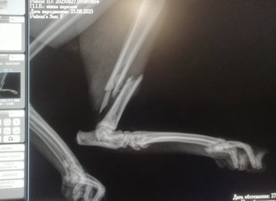 "Я кричала на весь двір": у місті на Черкащини знайшли мертвими шість безпритульних тварин "Я кричала на весь двір": у місті на Черкащини знайшли мертвими шість безпритульних тварин