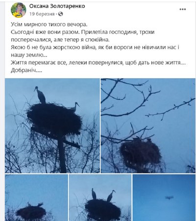 "Рідкісний випадок": на Черкащині лелеки вигодували шістьох пташенят у одному гнізді "Рідкісний випадок": на Черкащині лелеки вигодували шістьох пташенят у одному гнізді