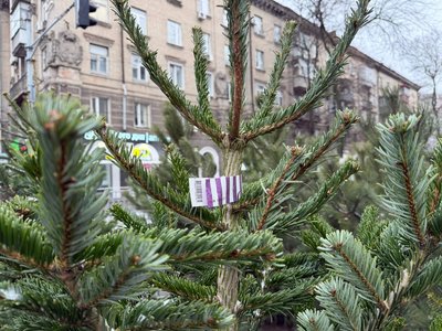 Ціни сягають 10 тис. грн. У Дніпрі відкрились 70 точок продажу новорічних дерев Ціни сягають 10 тис. грн. У Дніпрі відкрились 70 точок продажу новорічних дерев