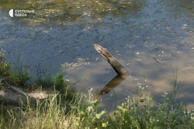 Прибирають сміття та перевіряють дно: як працюють водолази на річці Турунчук на Одещині