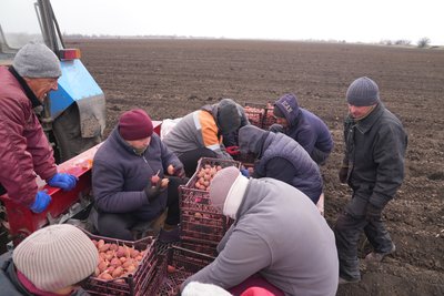 Ранні овочі, теплиці та зростання площ під баштанними: що цьогоріч вирощують херсонські фермери Ранні овочі, теплиці та зростання площ під баштанними: що цьогоріч вирощують херсонські фермери