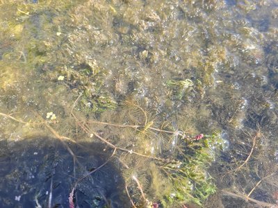 Водопериця колосиста, флора Дністра Водопериця колосиста, флора Дністра