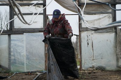 Жінка працює в теплиці у Студенку Жінка працює в теплиці у Студенку