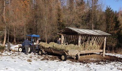 Місце для підгодівлі тварин в одному з лісгоспів Подільського лісового офісу Місце для підгодівлі тварин в одному з лісгоспів Подільського лісового офісу