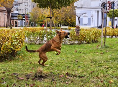 Осінь у відремонтованому сквері “Мистецькі ворота” Житомира: фоторепортаж Осінь у відремонтованому сквері “Мистецькі ворота” Житомира: фоторепортаж