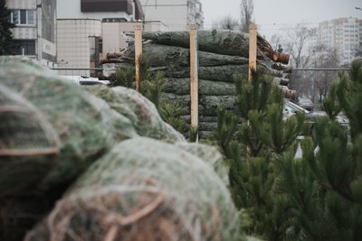 Ялинки у Харкові Ялинки у Харкові