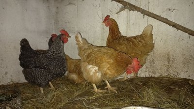 Чому кури взимку не несуться і що робити для їхньої продуктивності: поради науковця Чому кури взимку не несуться і що робити для їхньої продуктивності: поради науковця