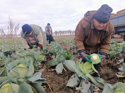 "Маленька, а має бути як голова": чи вродила капуста на Волині