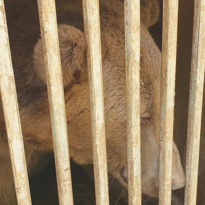"Був покинутий під обстрілами". До притулку на Львівщині доставили ведмедя з Донеччини