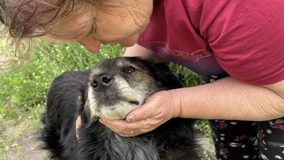 Пес Степан село Білокузьминівка Костянтинівська громада Донецька область 28 травня 2025 рік
