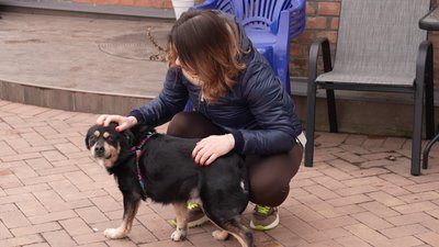 Евакуювали спочатку з-під обстрілів, а потім з затопленого притулку: як собака Оскар знайшов родину і новий дім Евакуювали спочатку з-під обстрілів, а потім з затопленого притулку: як собака Оскар знайшов родину і новий дім