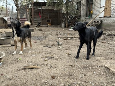 Снаряди розривались поряд, один влучив у вольєр. Як під обстрілами у Херсоні виживає притулок для тварин Снаряди розривались поряд, один влучив у вольєр. Як під обстрілами у Херсоні виживає притулок для тварин