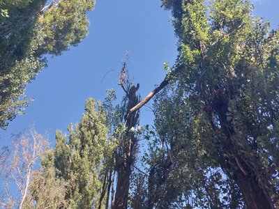Жителі Сум скаржаться на відсутність догляду за зеленими насадженнями Жителі Сум скаржаться на відсутність догляду за зеленими насадженнями