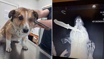 Ніж в оці та колоті рани тулуба. У Дніпрі на ринку знайшли двох поранених собак Ніж в оці та колоті рани тулуба. У Дніпрі на ринку знайшли двох поранених собак