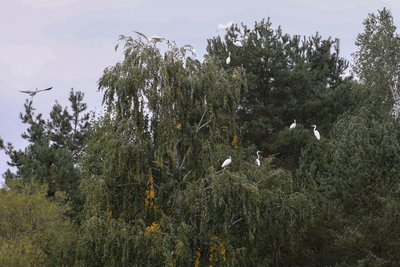 На водоймі Хмельницької АЕС зимує понад 10 тисяч птахів На водоймі Хмельницької АЕС зимує понад 10 тисяч птахів