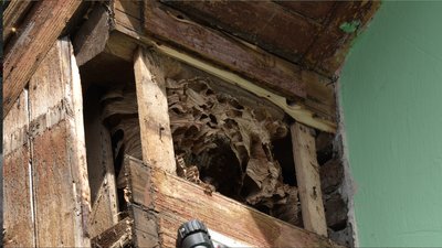 Шершнів на Буковині побільшало вдвічі: рятувальники отримують по кілька викликів на день
