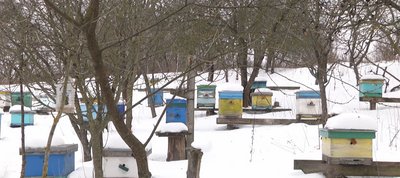 "Їм шкодять сойки та дятли": на Хмельниччині пасічники перевіряють, як бджоли пережили зимові морози