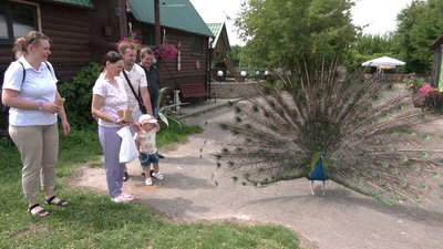 Альпаки, карликові кози, вівці та павичі: на Рівненщині відкрили екоферму Альпаки, карликові кози, вівці та павичі: на Рівненщині відкрили екоферму