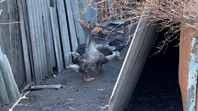 селище Ярова гуси Лиманська громада Донецька область 7 березня 2025 рік селище Ярова гуси Лиманська громада Донецька область 7 березня 2025 рік