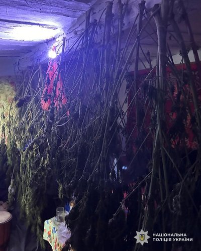 Вилучили понад 100 кущів конопель та висушений канабіс: жителя Криворіжжя підозрюють у вирощуванні марихуани Вилучили понад 100 кущів конопель та висушений канабіс: жителя Криворіжжя підозрюють у вирощуванні марихуани