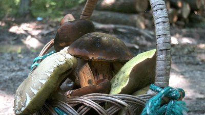Білі, польські, сироїжки та маремухи: грибний бум після липневих дощів на Вінниччині Білі, польські, сироїжки та маремухи: грибний бум після липневих дощів на Вінниччині