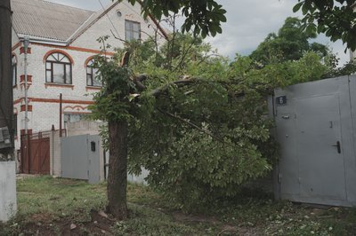 Дерево, яке впало внаслідок вчорашнього буревію у Харкові, 13 липня 2025 року